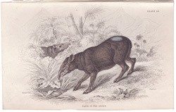 Tapir of the Andes